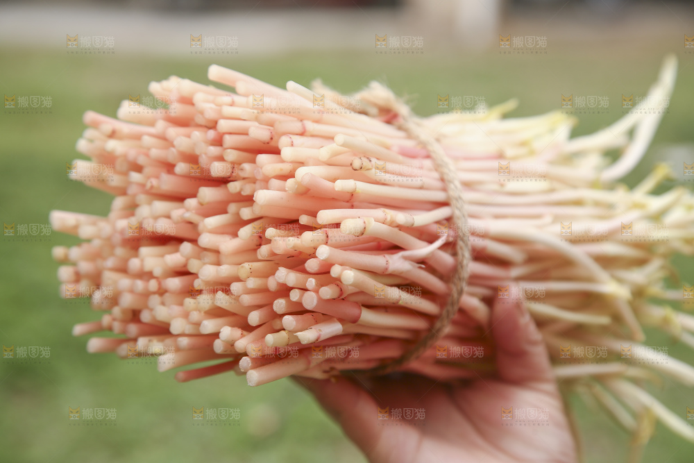 手里拿着鱼腥草嫩芽