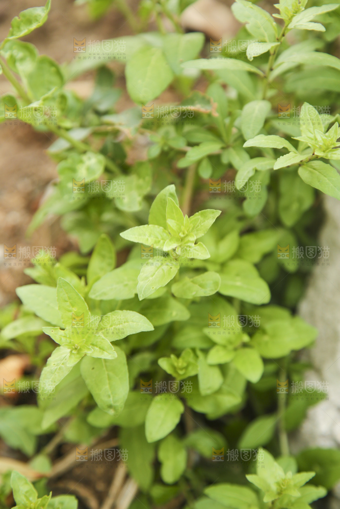 新鲜的枸杞菜