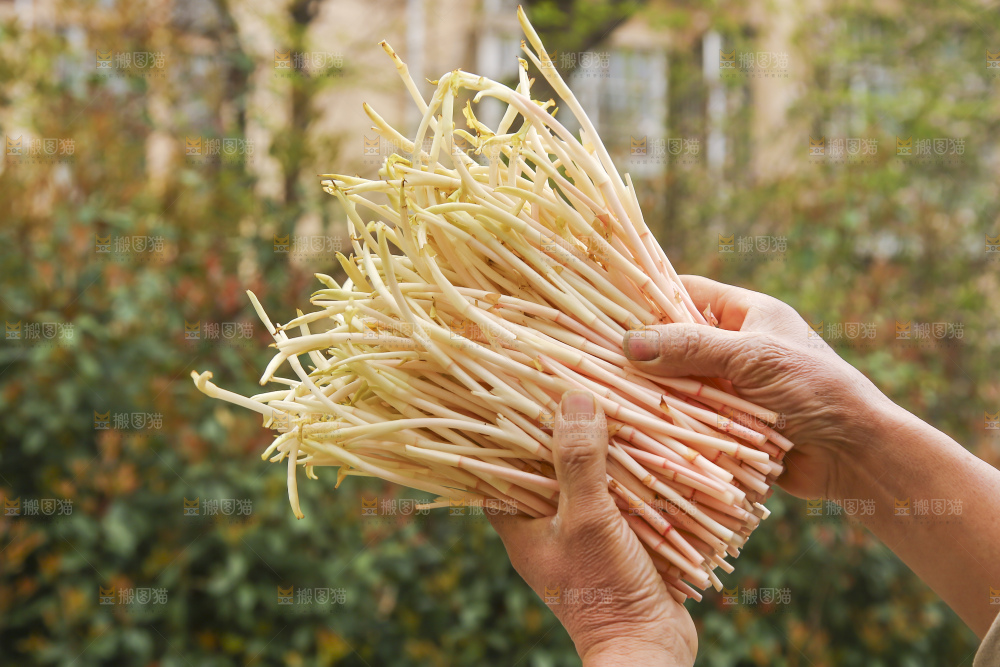 手里拿着鱼腥草嫩芽