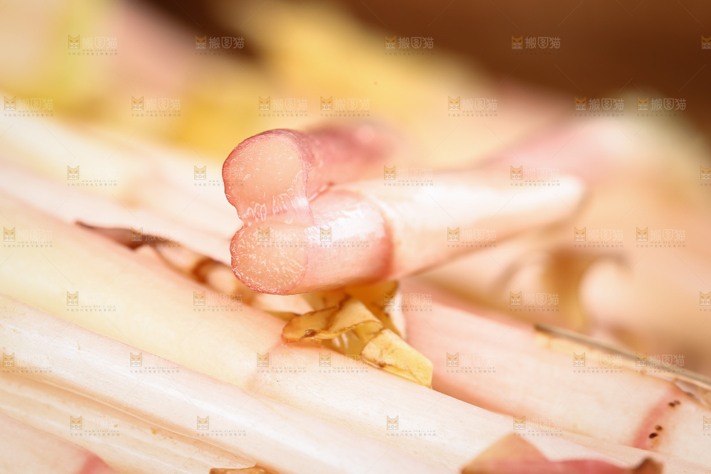 新鲜的鱼腥草嫩芽