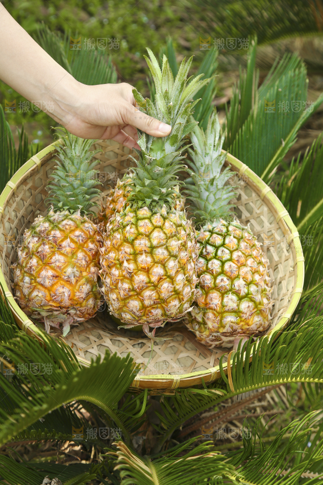 一篮新鲜菠萝