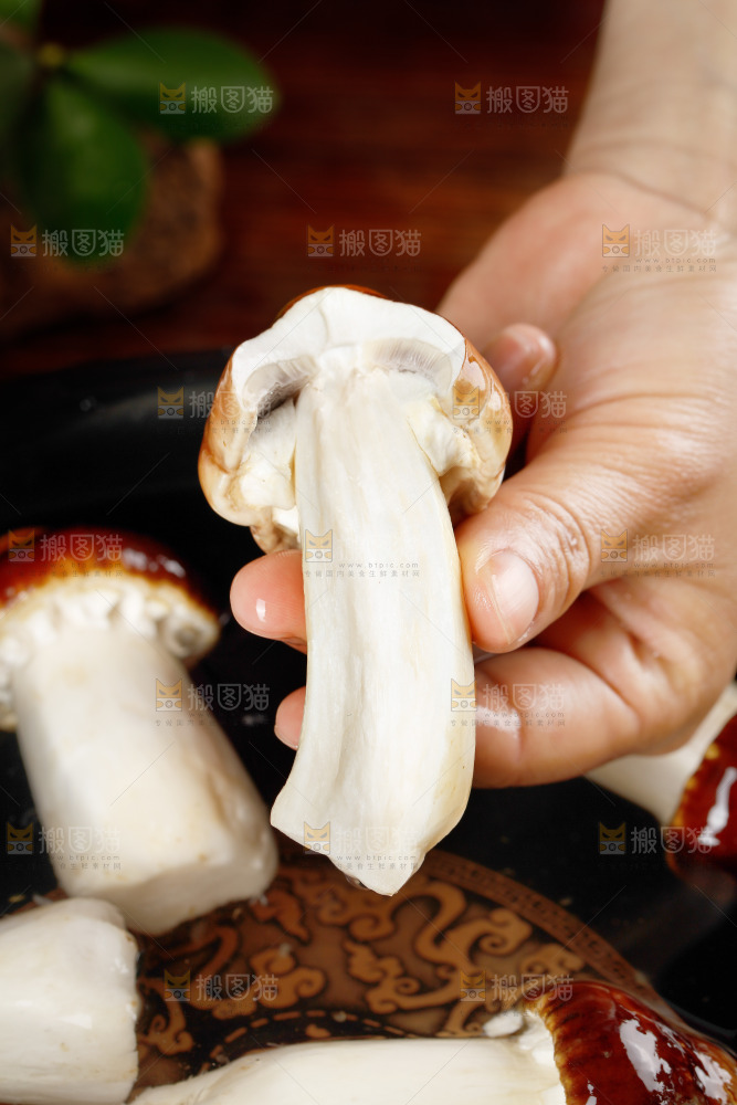 手里拿着赤松茸