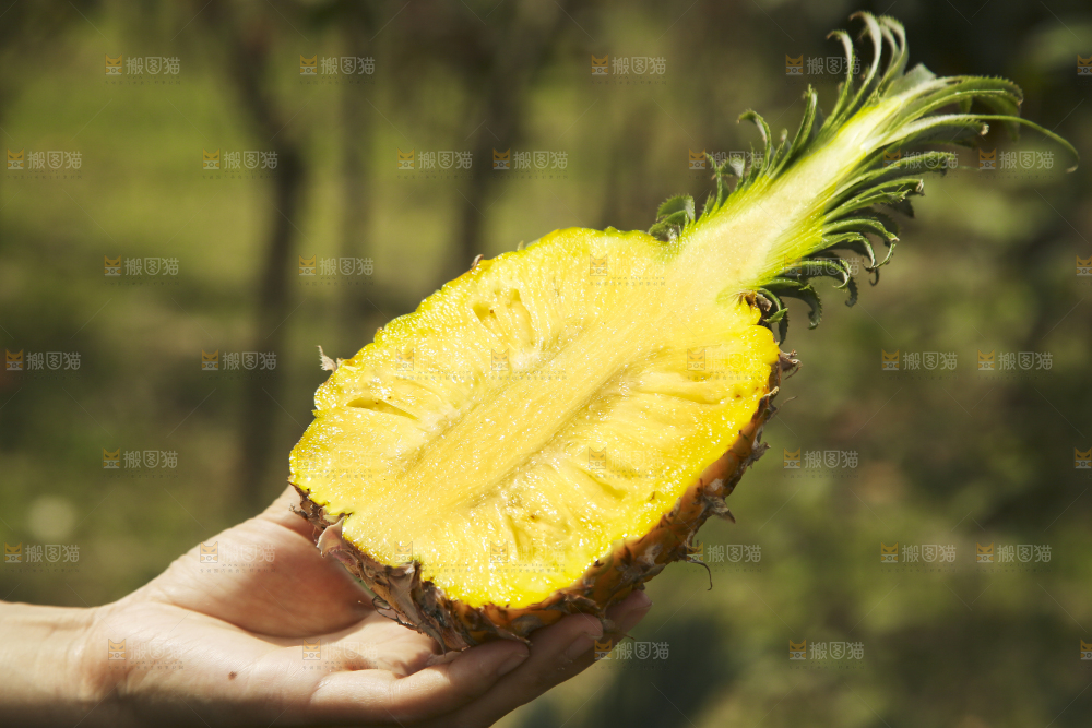 手里拿着切面的菠萝