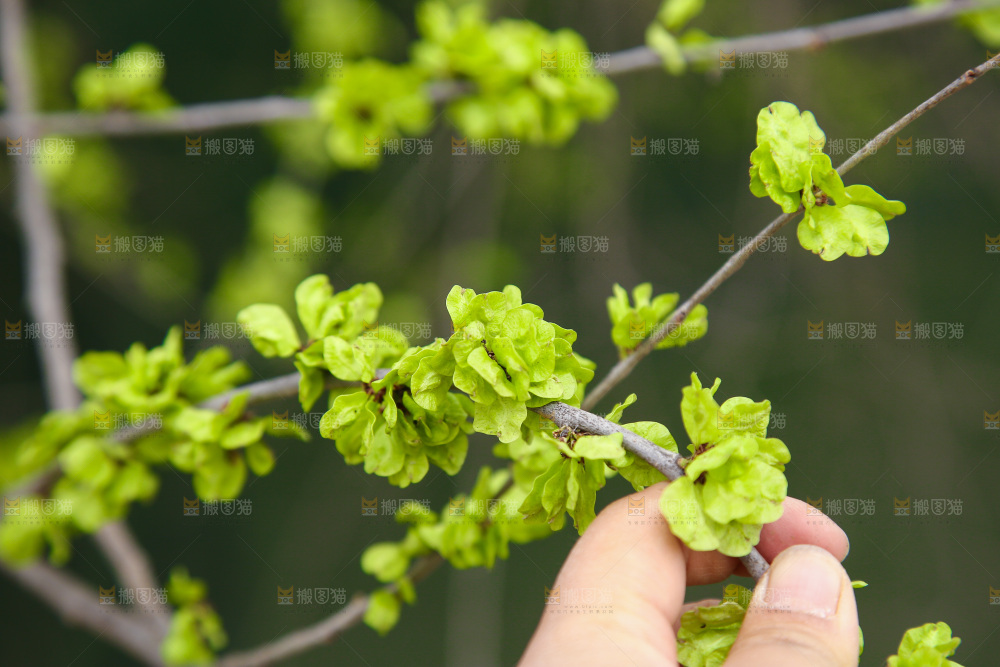手里采摘着榆钱叶