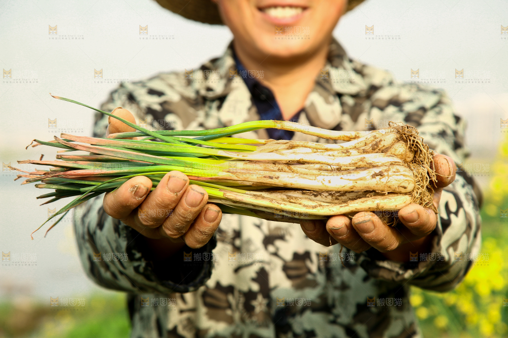 手里拿着荞头