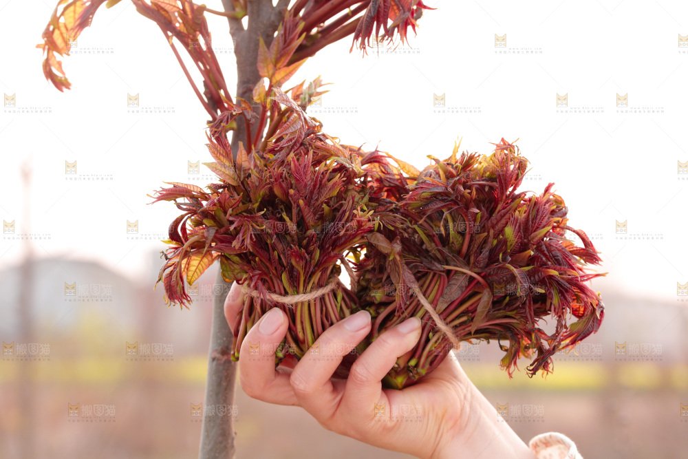 手里拿着红油香椿芽