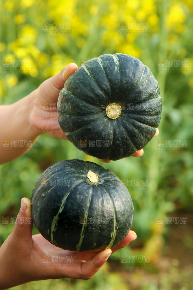手里拿着板栗南瓜