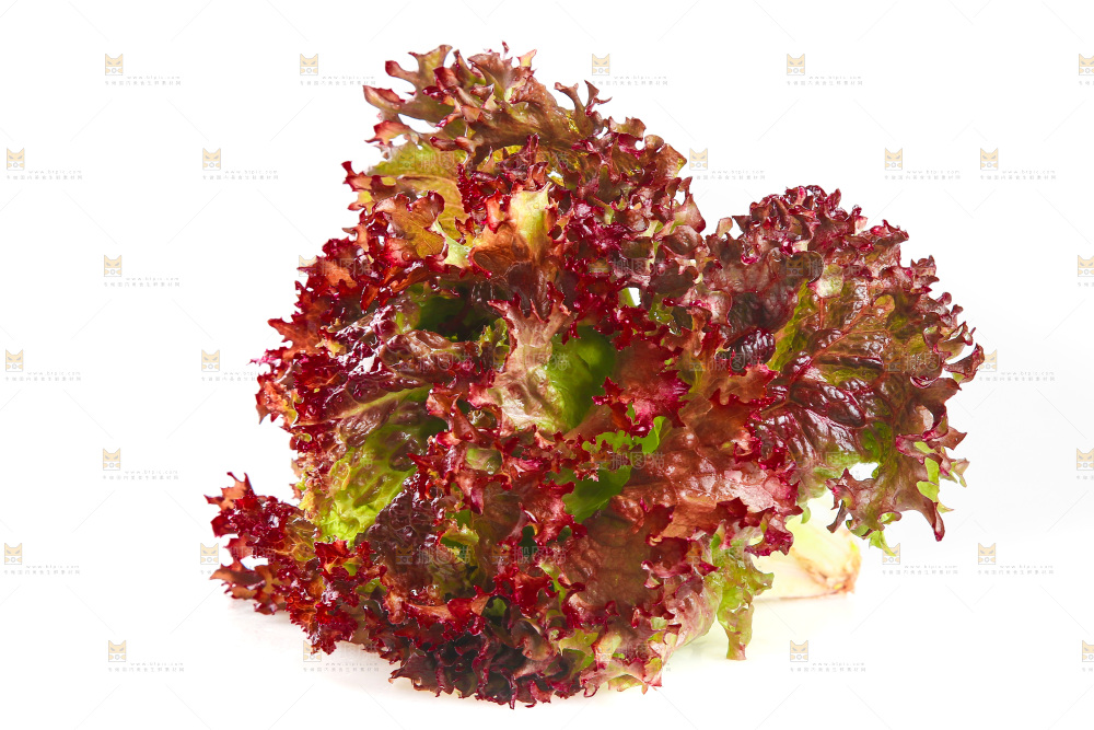 白底上的罗莎红生菜