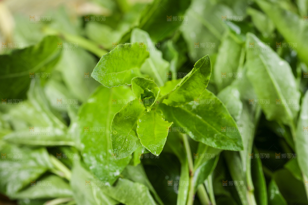 一堆新鲜枸杞菜