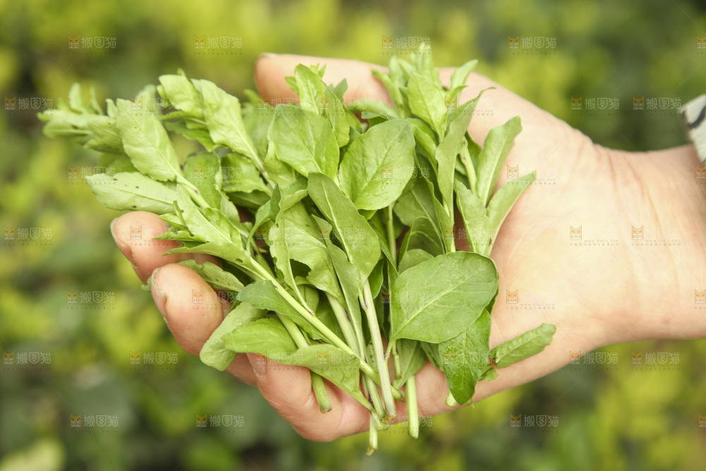 手里拿着枸杞头嫩芽
