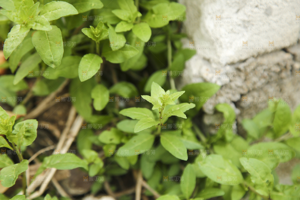 新鲜的枸杞菜