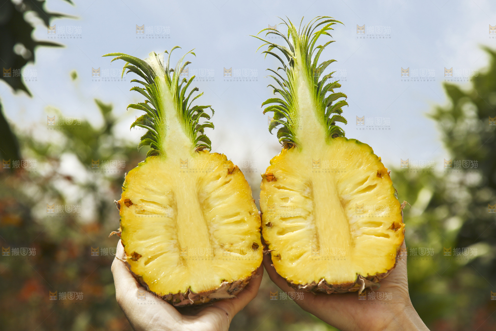 手里拿着切面的菠萝