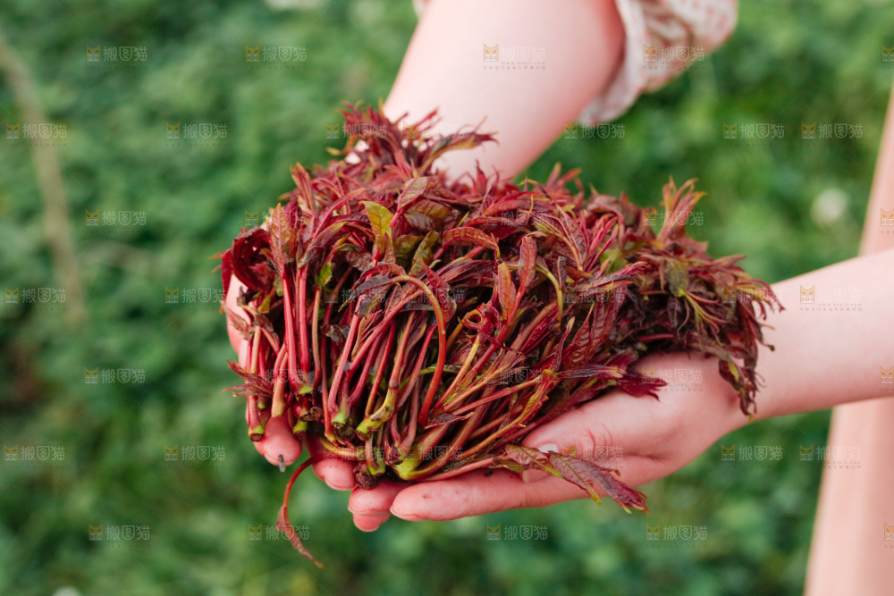 手里拿着香椿芽