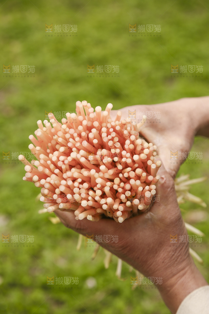 手里拿着折耳根嫩芽