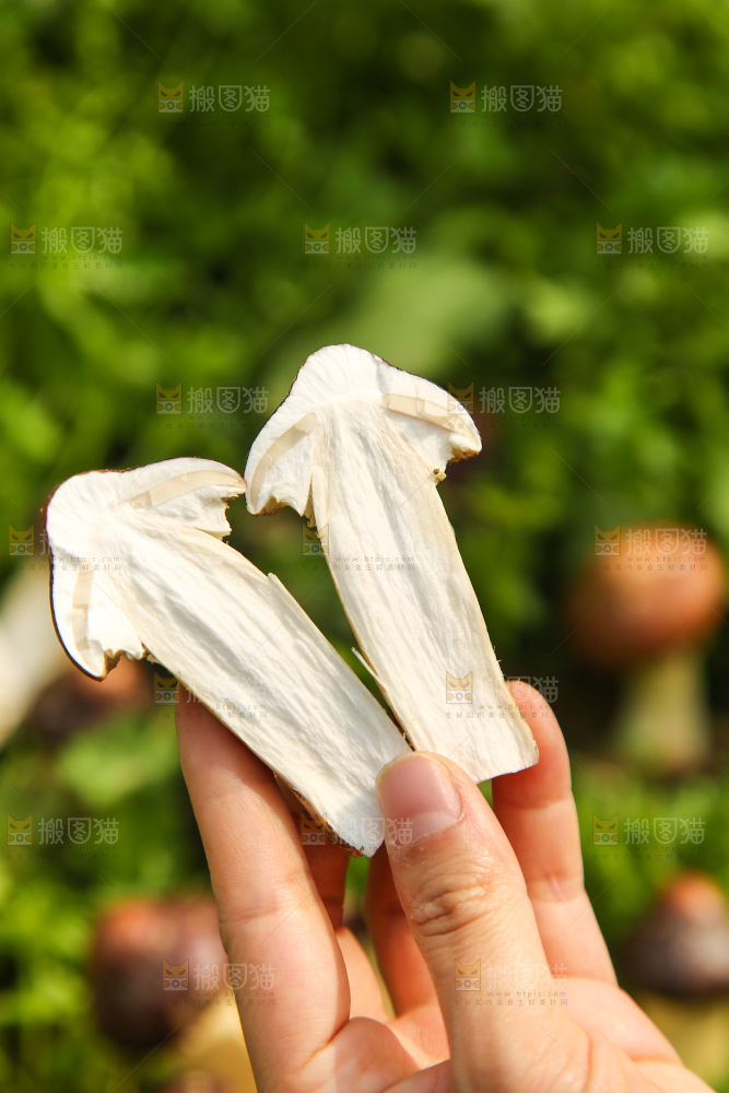 手里拿着赤松茸
