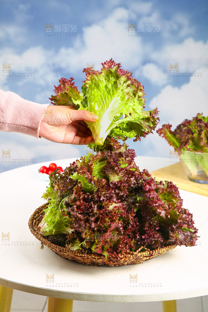 手里拿着紫生菜