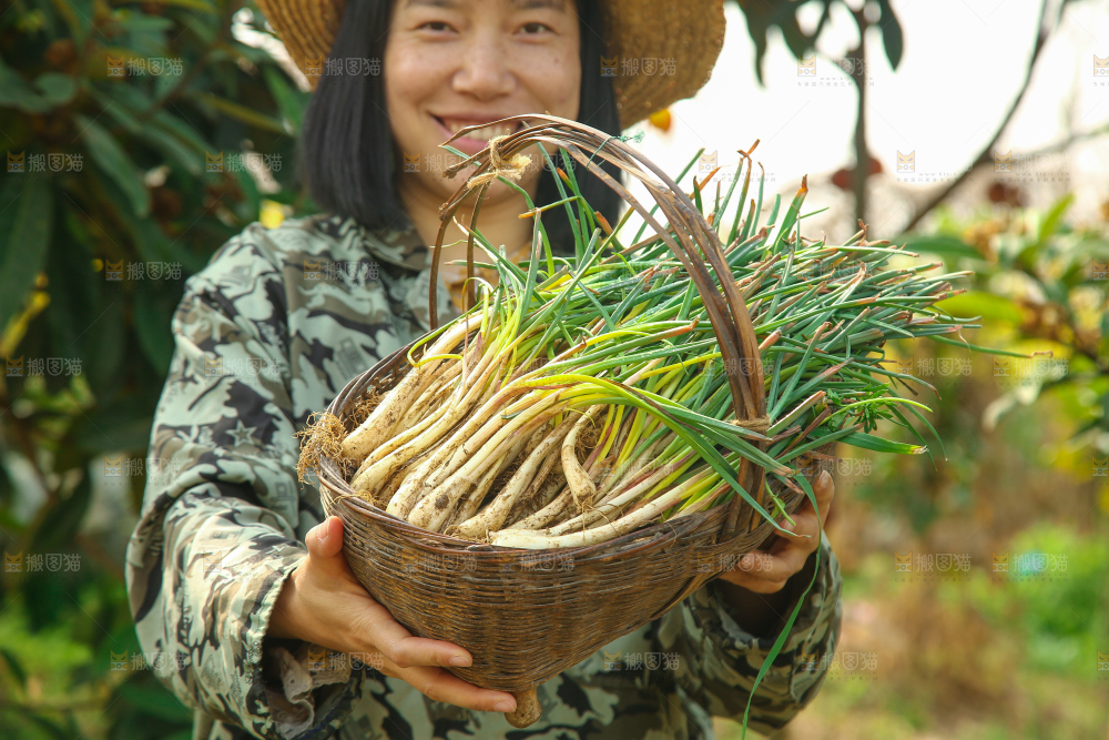 一篓带叶荞头