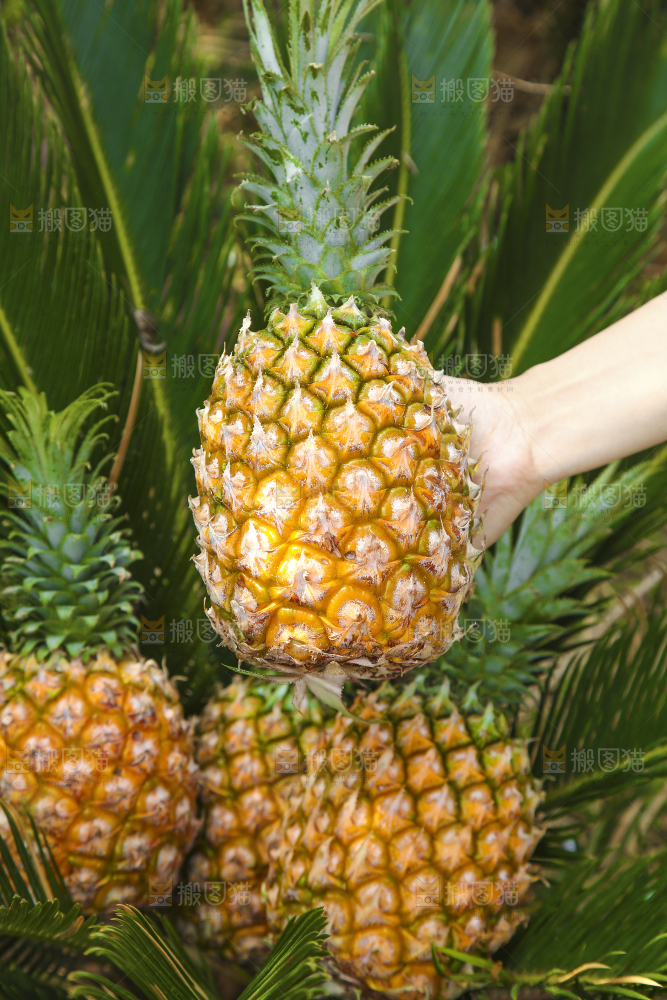手里拿着菠萝