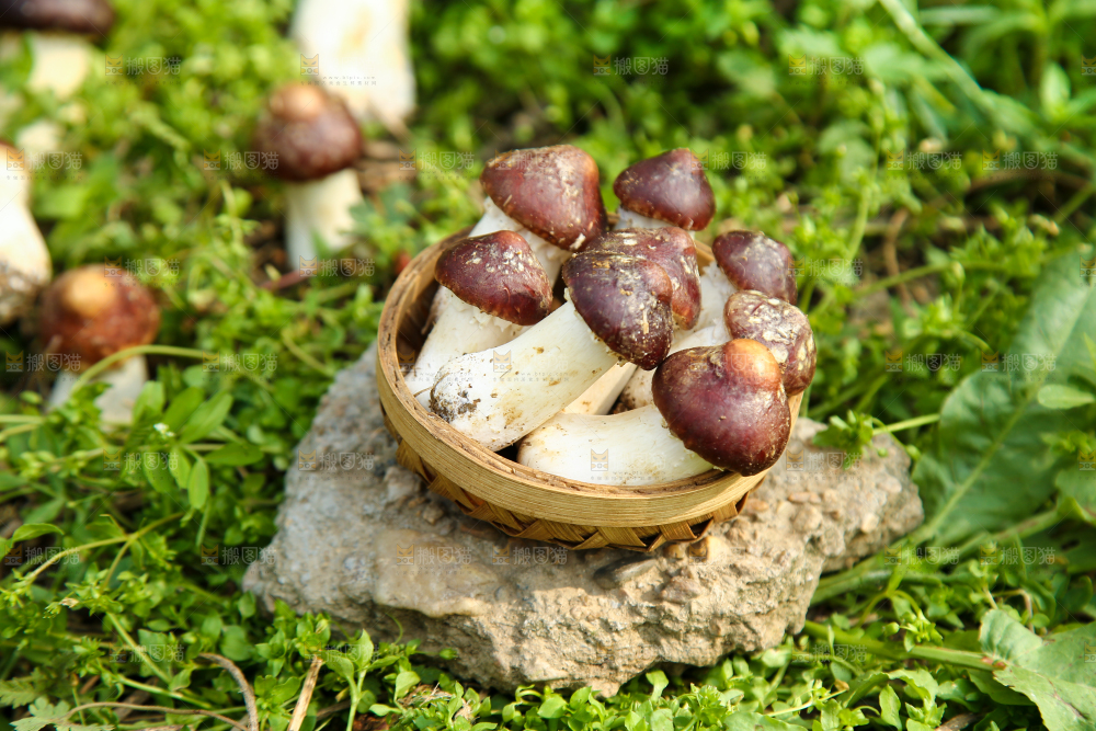 一篮新鲜松茸菇
