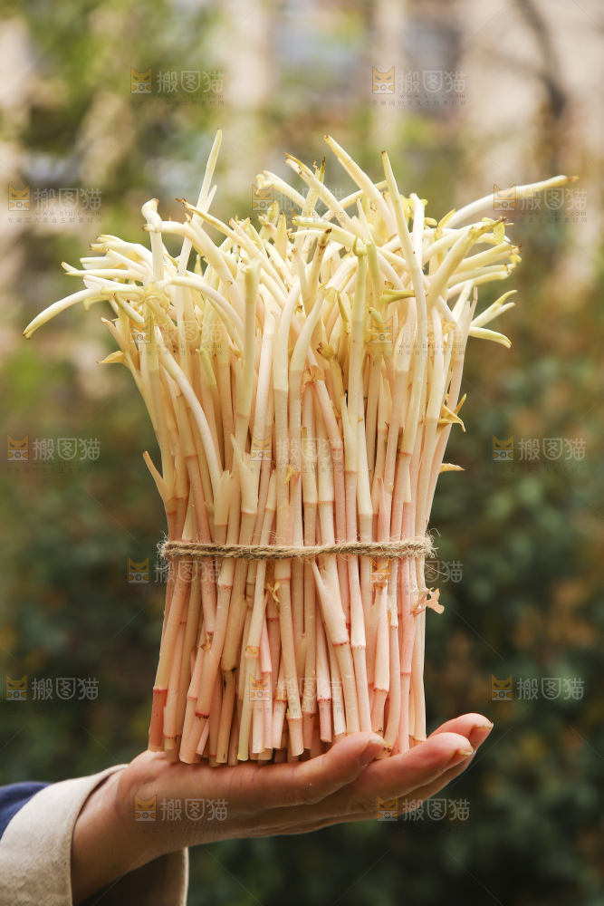 手里拿着折耳根嫩芽