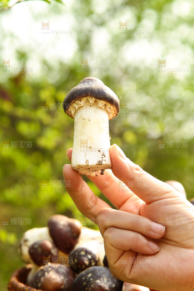 手里拿着赤松茸