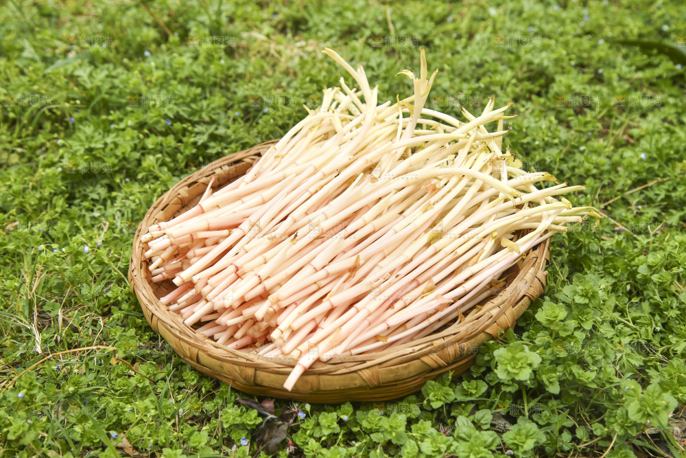 一篮折耳根嫩芽
