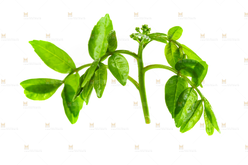 白底上放着花椒芽