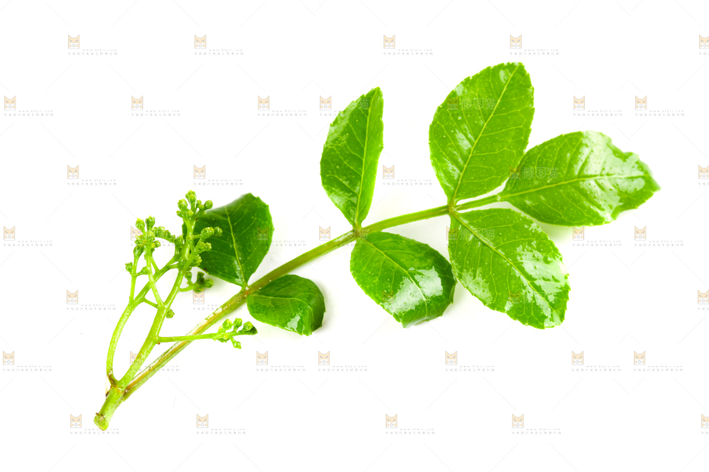 白底上的花椒芽
