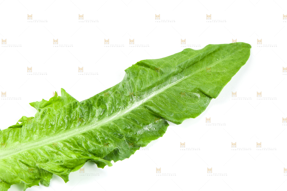 白底上摆放着油麦菜