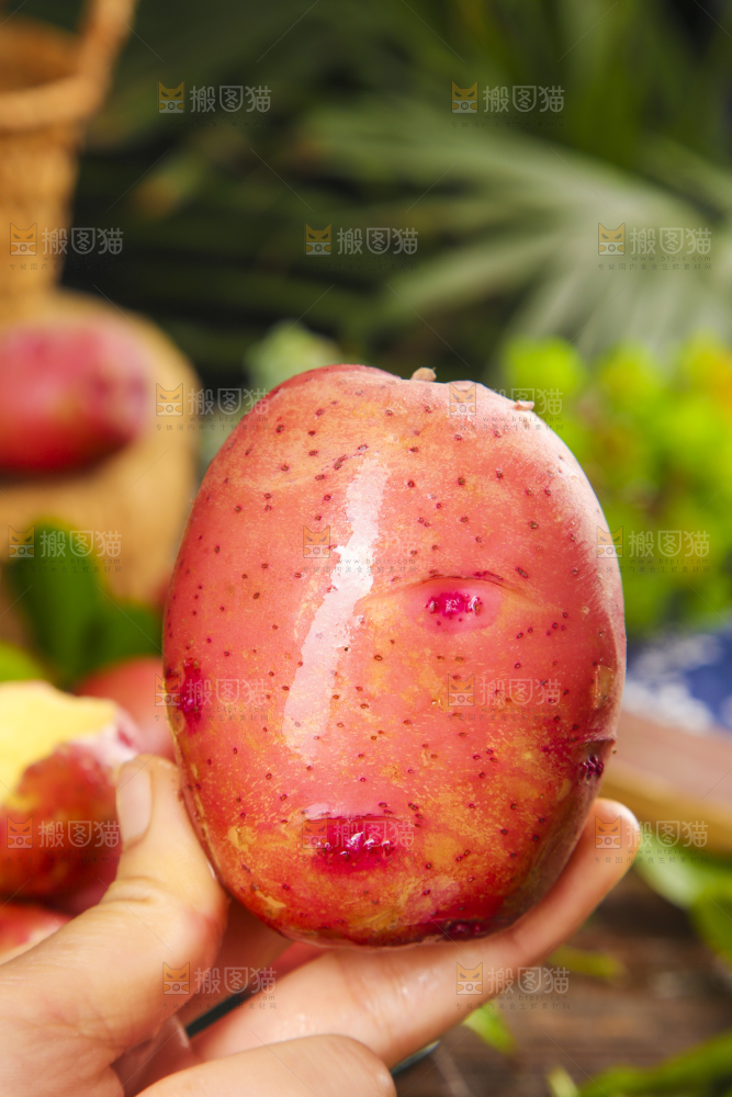 手里拿着红土豆