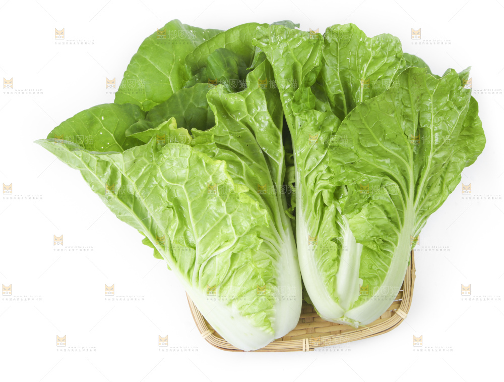 白底上放着大白菜