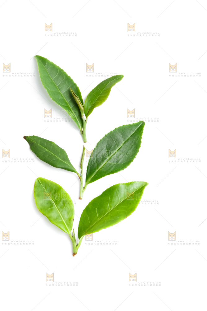 白底上的茶叶
