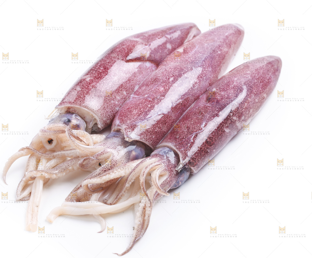 白底上的鱿鱼