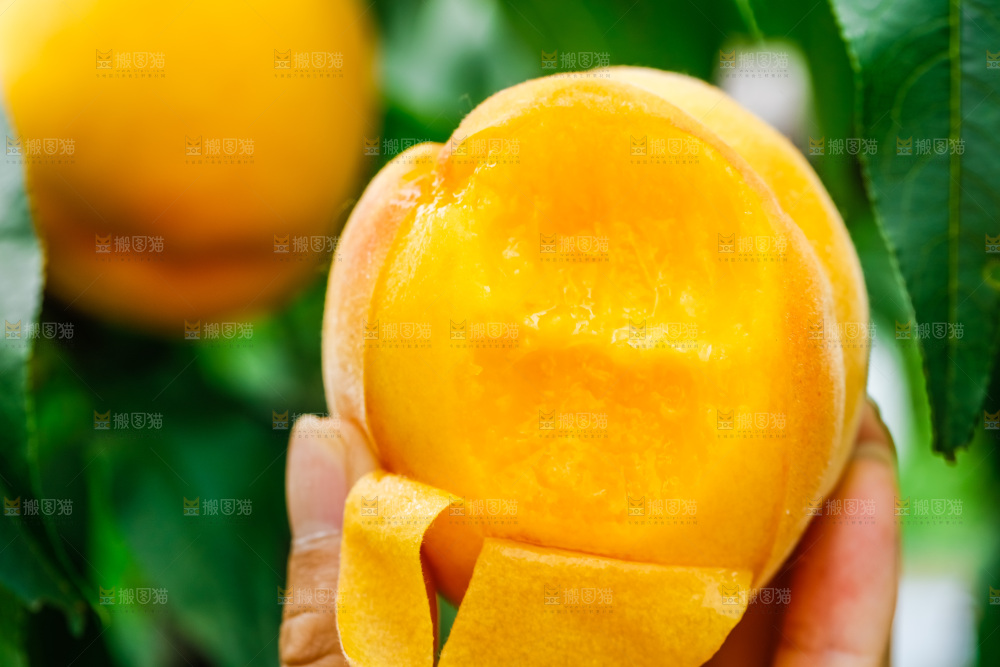手里拿着黄皮黄桃