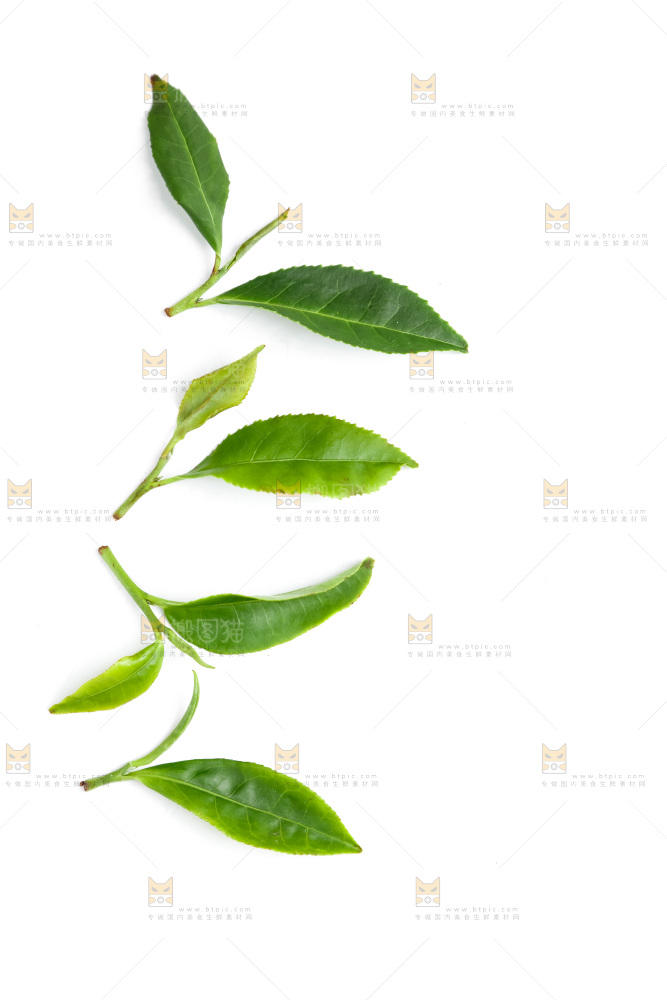 白底上的茶叶