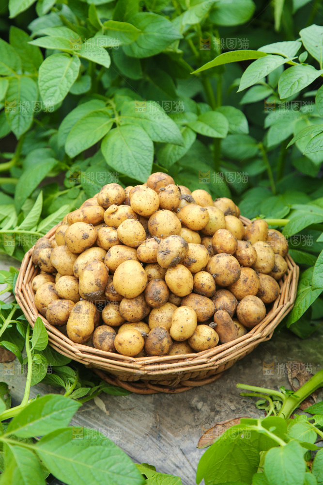 一篮新鲜小土豆