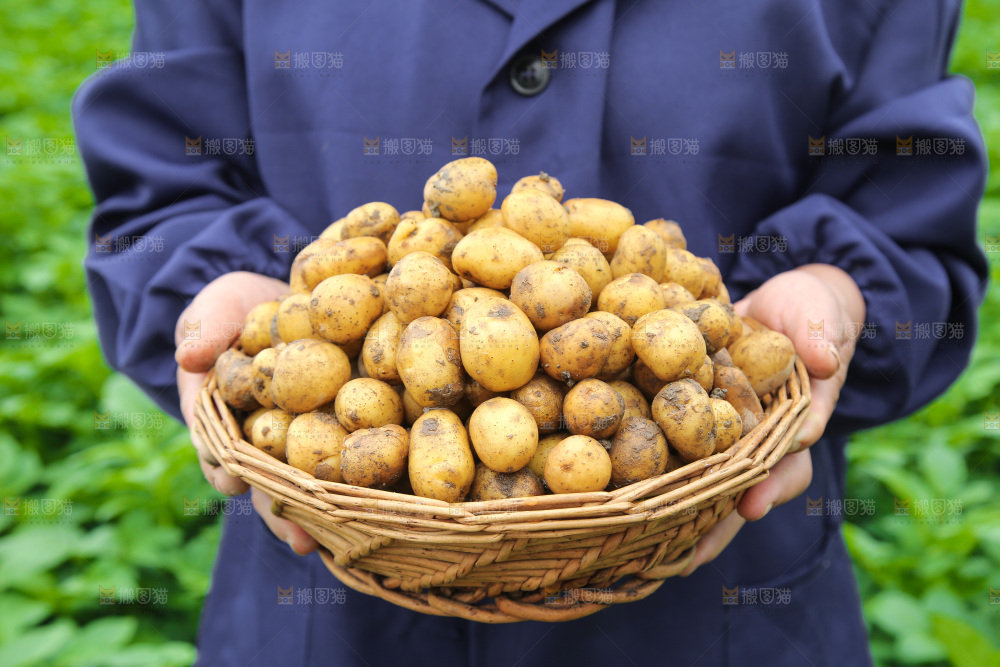 手里端着一篮黄心小土豆