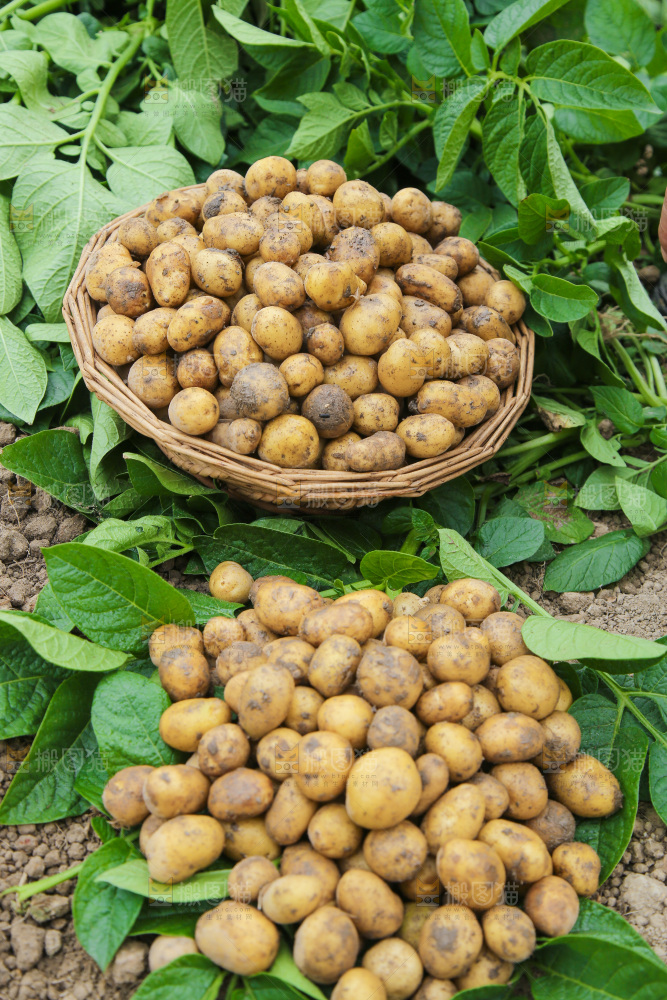 一堆新鲜小土豆