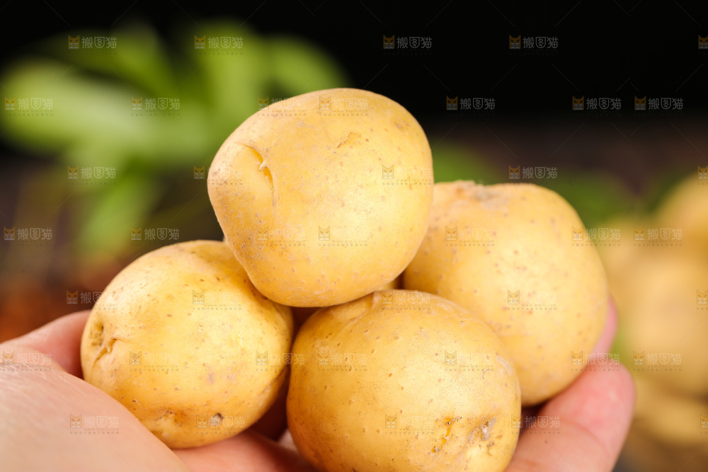 手里捧着恩施小土豆