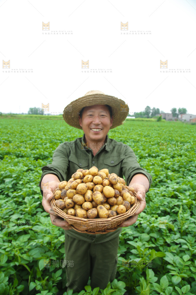 手里端着一篮黄心小土豆