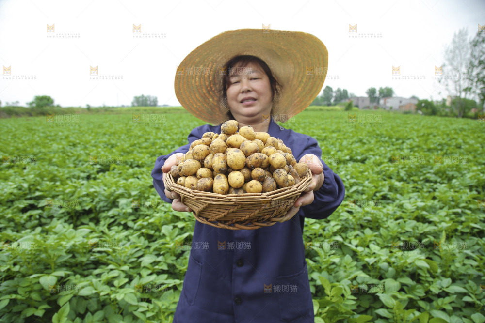 手里端着一篮黄心小土豆