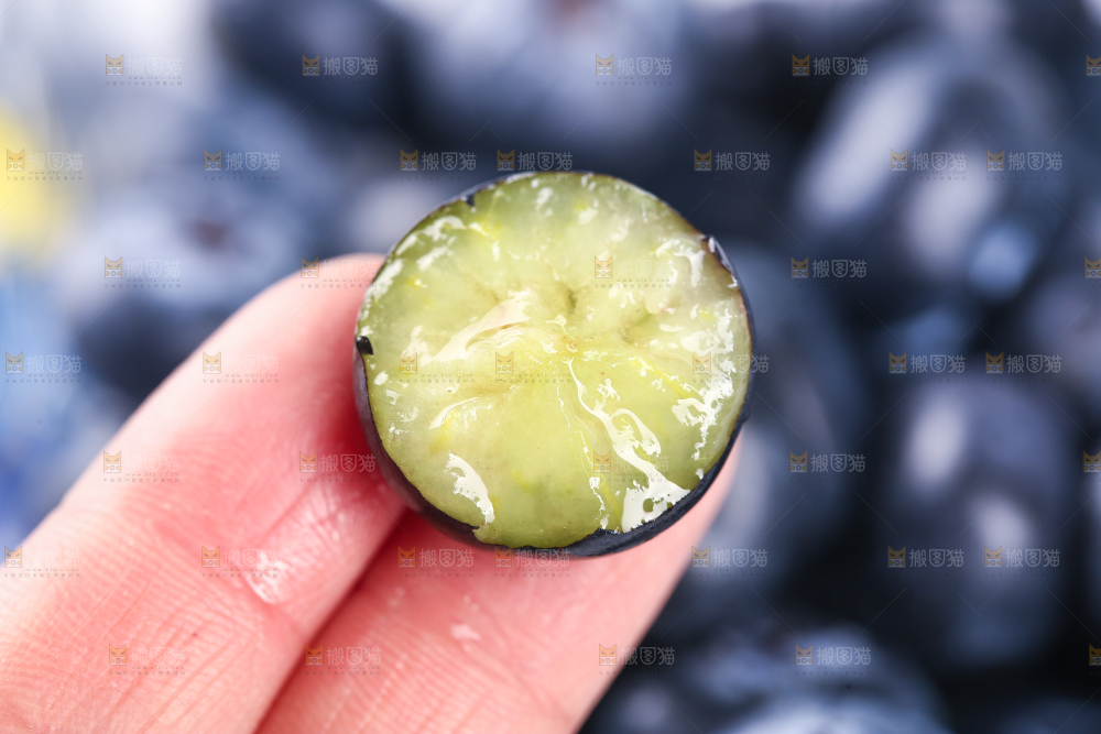 手里拿着蓝莓