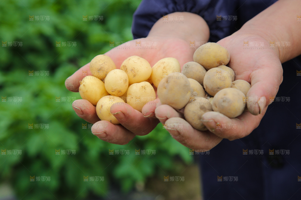 手里捧着小土豆