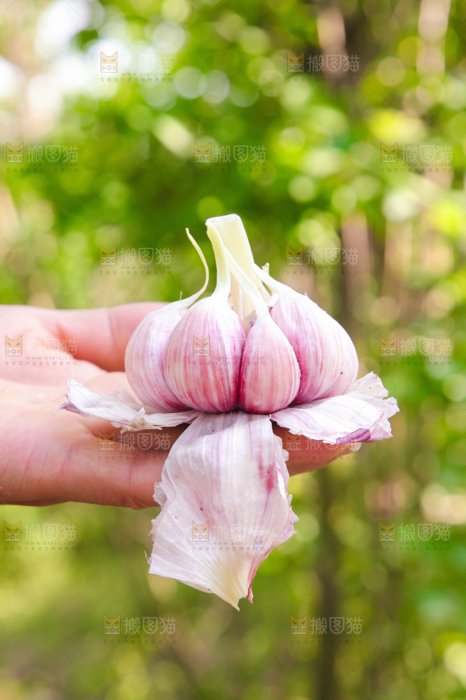 手里拿着大蒜
