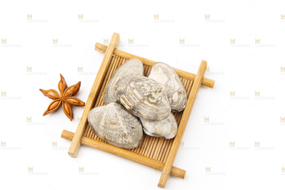 浅底上的花蛤