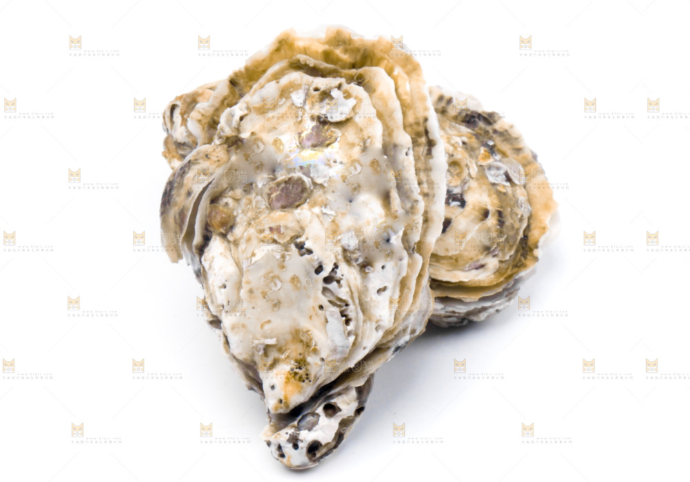 浅底上的海蛎子