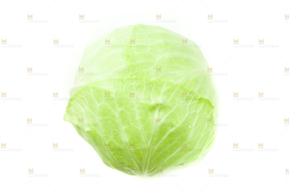 白底上的包菜