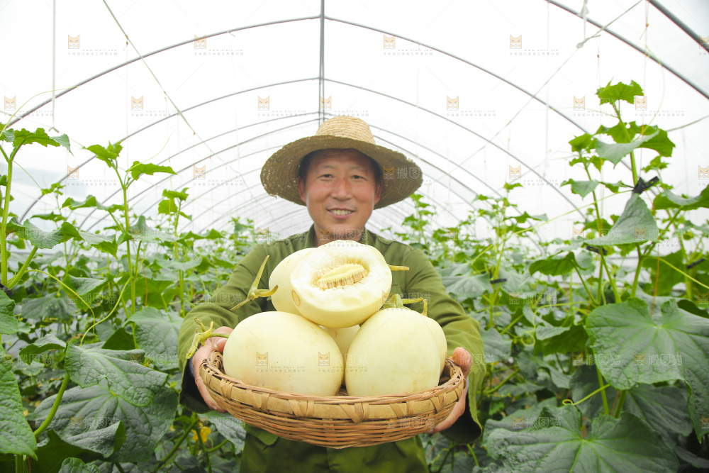 手里端着一篮新鲜阎良甜瓜