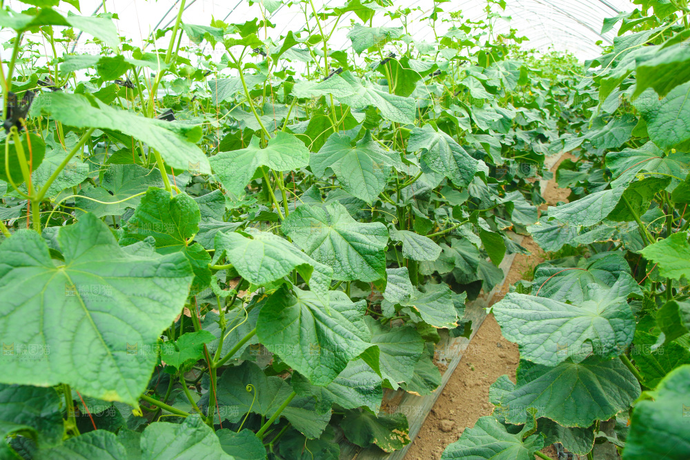 大棚黄瓜种植基地