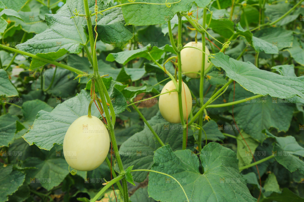 阎良甜瓜种植基地